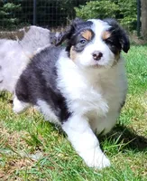FAITH, a female Australian Shepherd for sale in Elk, WA – Photo 1 of 9