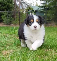 FAITH, a female Australian Shepherd for sale in Elk, WA – Photo 2 of 9