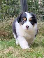 FAITH, a female Australian Shepherd for sale in Elk, WA – Photo 3 of 9