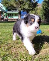 FAITH, a female Australian Shepherd for sale in Elk, WA – Photo 4 of 9