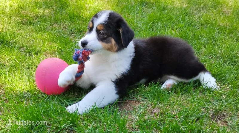 FAITH – Australian Shepherd puppy for sale in Elk, WA