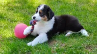 FAITH, a female Australian Shepherd for sale in Elk, WA – 2 of 8
