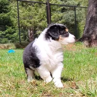 FAITH, a female Australian Shepherd for sale in Elk, WA – Photo 9 of 9