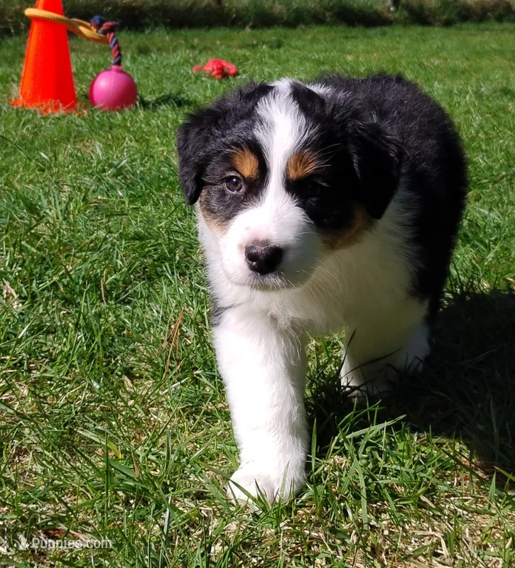 FAITH – Australian Shepherd puppy for sale in Elk, WA