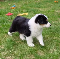 FAITH, a female Australian Shepherd for sale in Elk, WA – 8 of 8