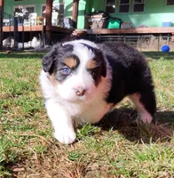 FAITH, a female Australian Shepherd for sale in Elk, WA – Photo 6 of 9