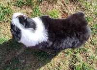 FAITH, a female Australian Shepherd for sale in Elk, WA – Photo 5 of 9
