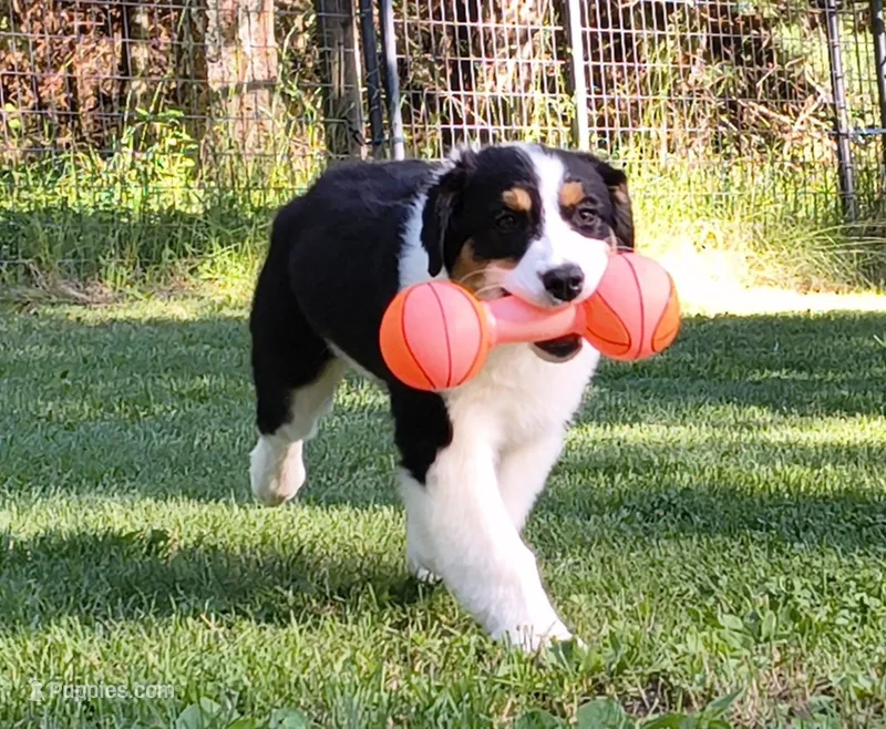 FAITH – Australian Shepherd puppy for sale in Elk, WA