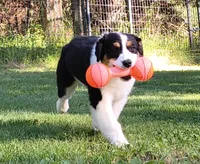 FAITH, a female Australian Shepherd for sale in Elk, WA – 3 of 10
