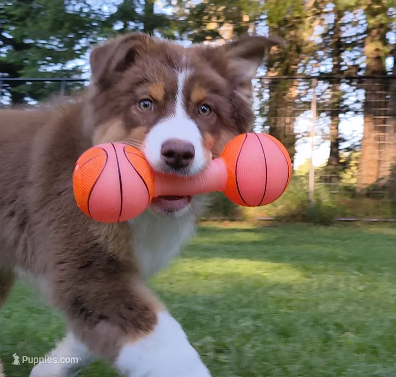 Shane – Australian Shepherd puppy for sale in Elk, WA