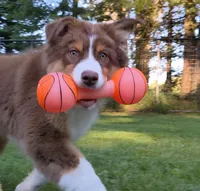 Shane, a male Australian Shepherd for sale in Elk, WA – 1 of 9