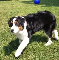 FAITH, a female Australian Shepherd for sale in Elk, WA – 4 of 7
