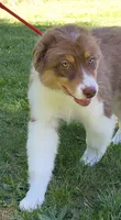 ROCKY, a male Australian Shepherd for sale in Elk, WA – 2 of 10