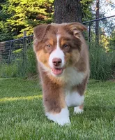 Shane, a male Australian Shepherd for sale in Elk, WA – 2 of 9