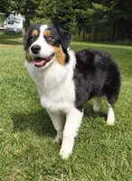 FAITH, a female Australian Shepherd for sale in Priest River, ID – 1 of 9