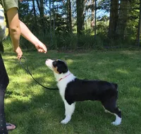 FAITH, a female Australian Shepherd for sale in Elk, WA – 4 of 10