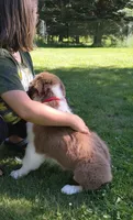 ROCKY, a male Australian Shepherd for sale in Elk, WA – 5 of 10