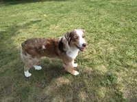 RANGER, a male Australian Shepherd for sale in Elk, WA – 3 of 10
