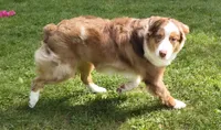 RANGER, a male Australian Shepherd for sale in Priest River, ID – 7 of 10