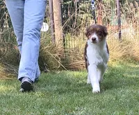 ROCKY, a male Australian Shepherd for sale in Elk, WA – 4 of 10