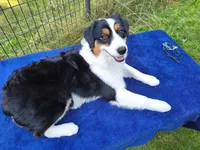FAITH, a female Australian Shepherd for sale in Priest River, ID – 6 of 9