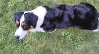FAITH, a female Australian Shepherd for sale in Elk, WA – 3 of 7
