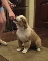 RANGER, a male Australian Shepherd for sale in Elk, WA – 3 of 9