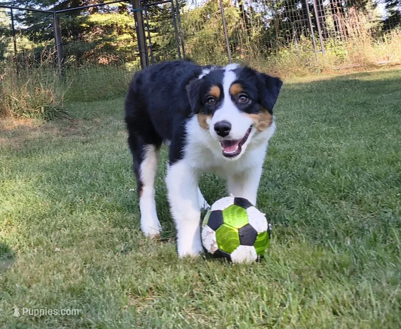 FAITH – Australian Shepherd puppy for sale in Elk, WA