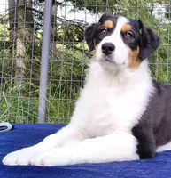 FAITH, a female Australian Shepherd for sale in Elk, WA – 2 of 10