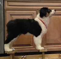 FAITH, a female Australian Shepherd for sale in Elk, WA – 2 of 9