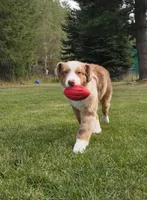 RANGER, a male Australian Shepherd for sale in Elk, WA – 5 of 10