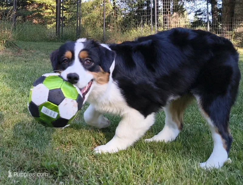 FAITH – Australian Shepherd puppy for sale in Elk, WA
