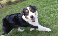 FAITH, a female Australian Shepherd for sale in Priest River, ID – 9 of 9