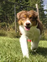 ROCKY, a male Australian Shepherd for sale in Priest River, ID – 2 of 10