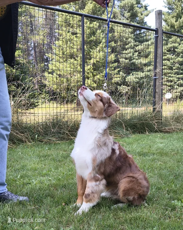 RANGER – Australian Shepherd puppy for sale in Elk, WA
