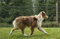 RANGER, a male Australian Shepherd for sale in Priest River, ID – 8 of 10