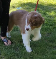 ROCKY, a male Australian Shepherd for sale in Elk, WA – 3 of 10