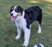 FAITH, a female Australian Shepherd for sale in Elk, WA – 2 of 7