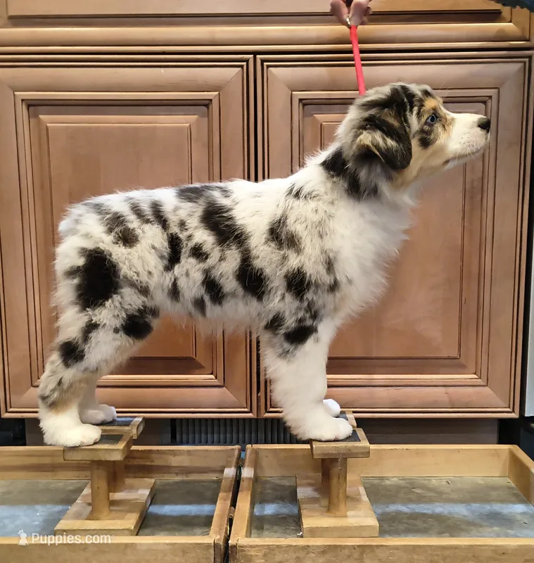 BELLE – Australian Shepherd puppy for sale in Elk, WA