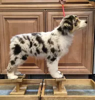 BELLE, a female Australian Shepherd for sale in Elk, WA – 1 of 10