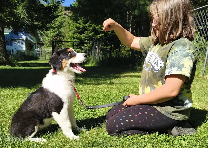 FAITH – Australian Shepherd puppy for sale in Elk, WA