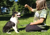 FAITH, a female Australian Shepherd for sale in Elk, WA – 1 of 10