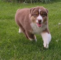 Shane, a male Australian Shepherd for sale in Elk, WA – 4 of 9