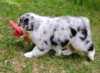 BELLE, a female Australian Shepherd for sale in Elk, WA – 9 of 10