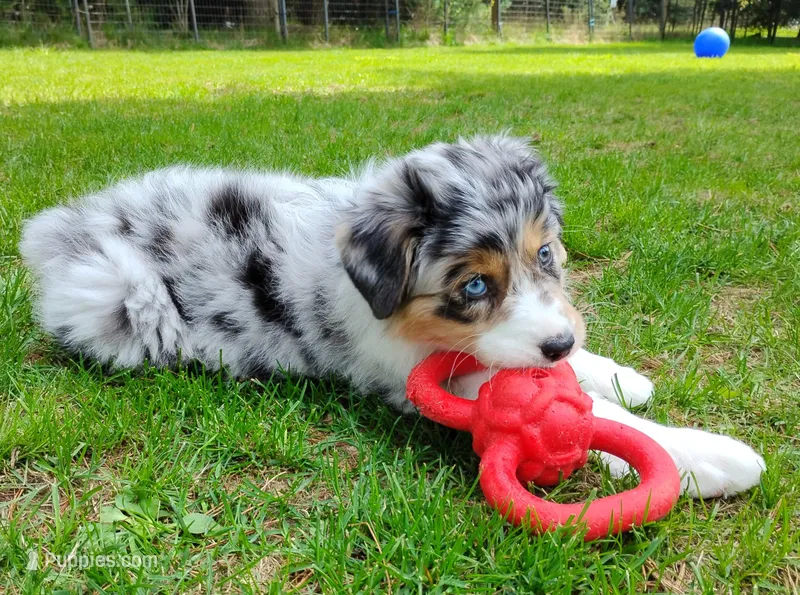 BELLE – Australian Shepherd puppy for sale in Elk, WA