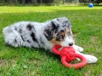 BELLE, a female Australian Shepherd for sale in Elk, WA – 1 of 10
