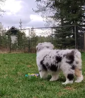 BELLE, a female Australian Shepherd for sale in Elk, WA – 6 of 10
