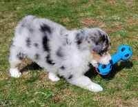 BELLE, a female Australian Shepherd for sale in Elk, WA – 5 of 10