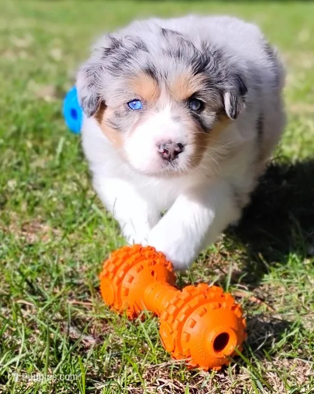 BELLE – Australian Shepherd puppy for sale in Elk, WA