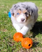 BELLE, a female Australian Shepherd for sale in Elk, WA – Photo 1 of 3